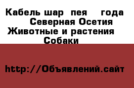 Кабель шар- пея (3 года). - Северная Осетия Животные и растения » Собаки   
